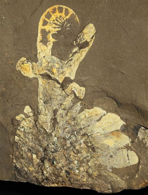 anomalocaris canadensis fossil.